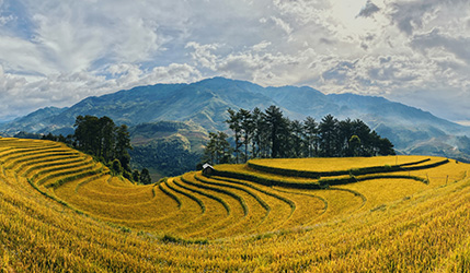 Image of a Vietnamese farm